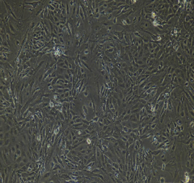 image 2021100901075506674
