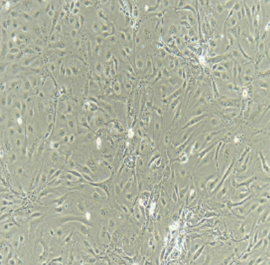 image 2021100902102329582