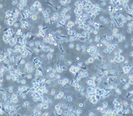 image 2021100904065375171