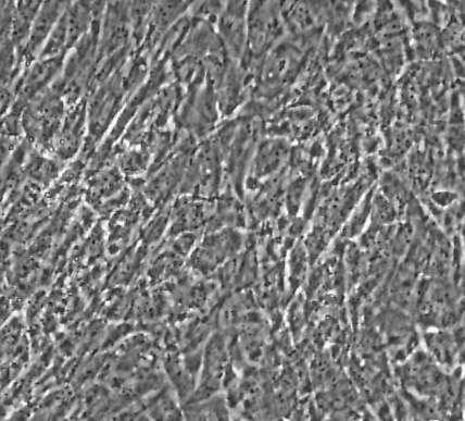image 2021100904441248341