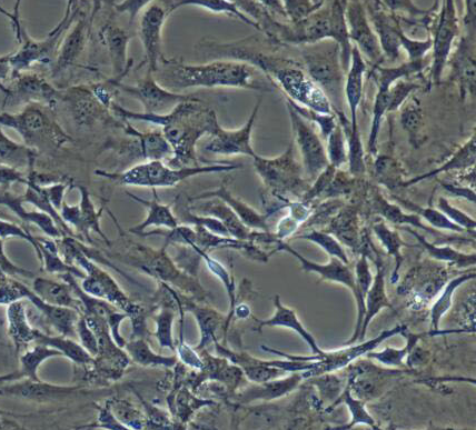 image 2021101102104502761