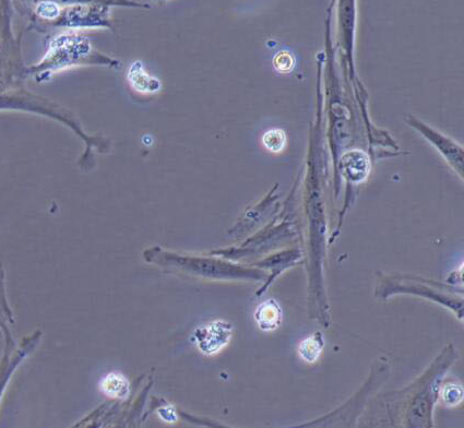 image 2021101102121668878