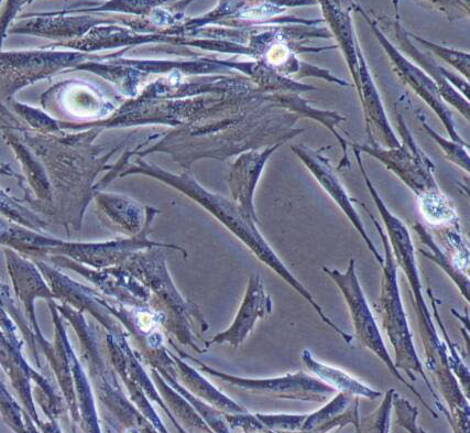 image 2021101102144031069