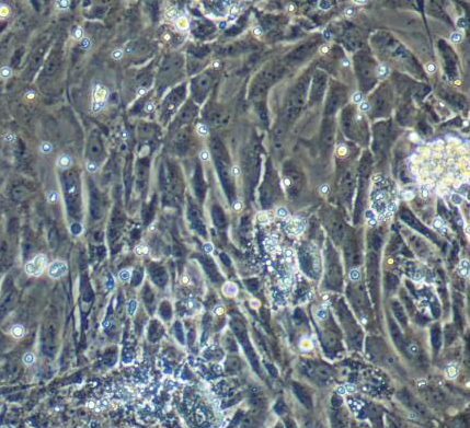 image 2021101102374599784