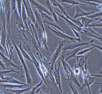 image 2021101102393028246