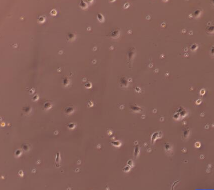 image 2021101102550178647