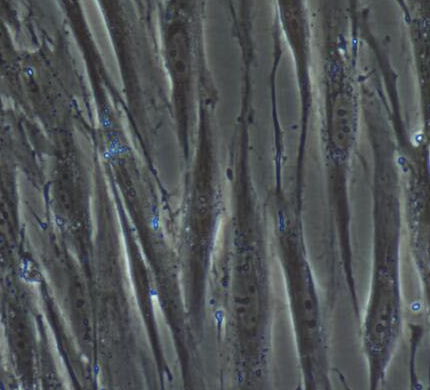 image 2021101103444601577