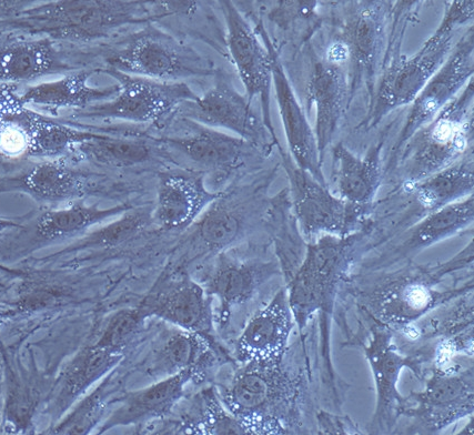 image 2021101103473548154