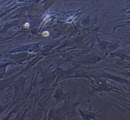 image 2021101103540029789