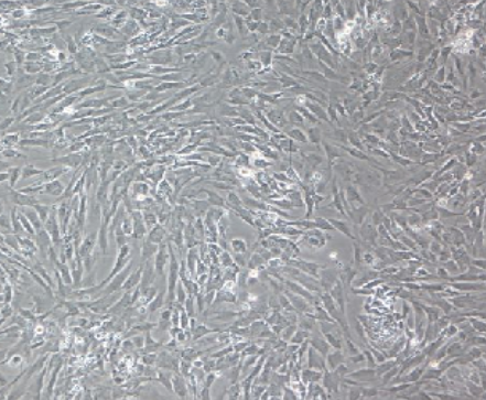 image 2021101104311307620