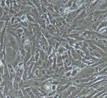 image 2021101104402036274