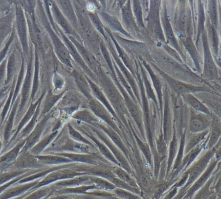 image 2021101105501875066