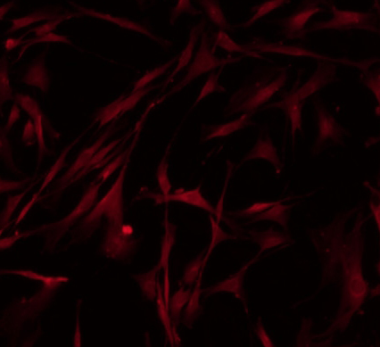 image 2021101201352714593