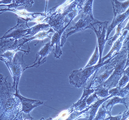 image 2021101202290153785