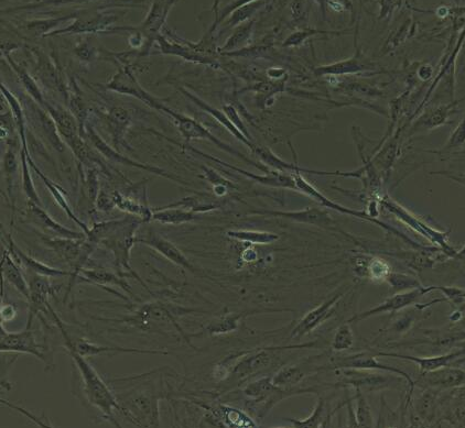 image 2021101202531265338