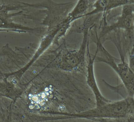 image 2021101203104778212