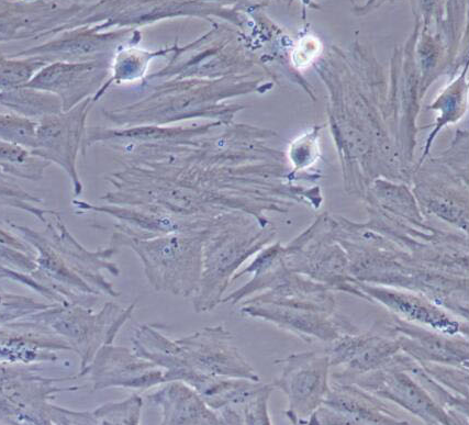 image 2021101203312376059