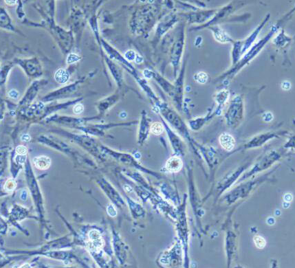 image 2021101203385152265