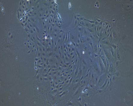 image 2021101203425290867