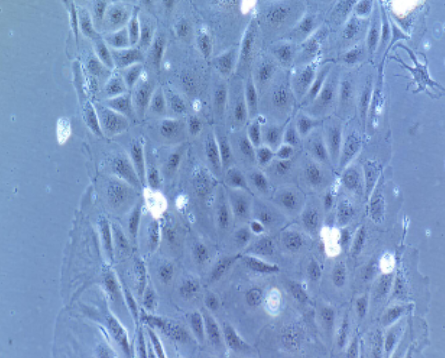 image 2021101203443196393