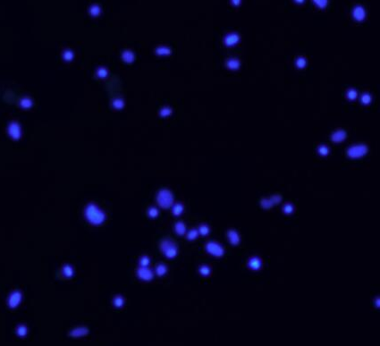 image 2021101203473728255