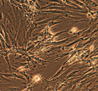 image 2021101203501147529