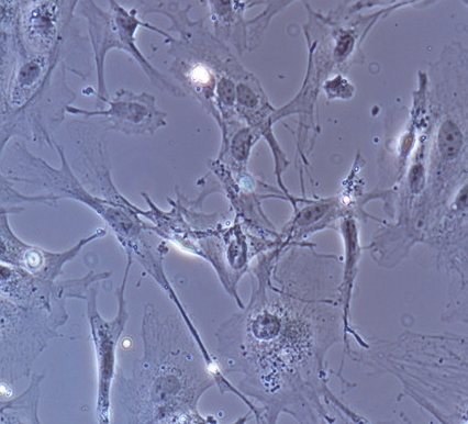 image 2021101204013684678
