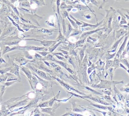 image 2021101204134899323