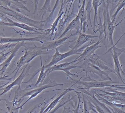 image 2021101204163509938