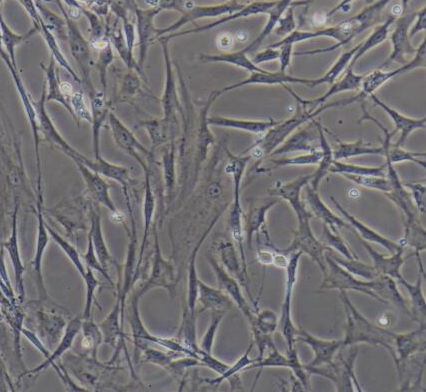 image 2021101302330679616