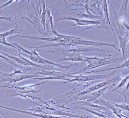 image 2021101302542999695