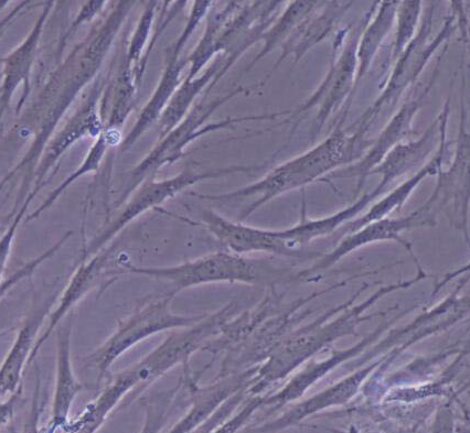 image 2021101302565740446