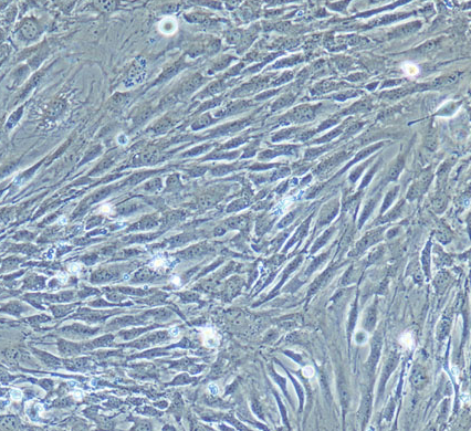 image 2021101303471388181