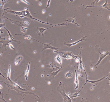 image 2021101304160085582