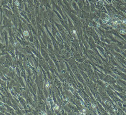 image 2021101304204375949