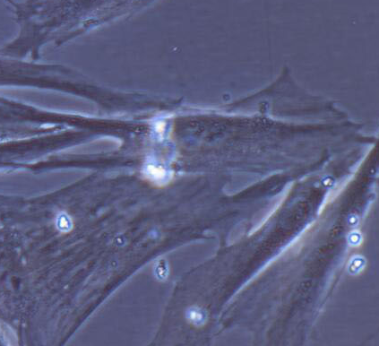 image 2021101304533631943