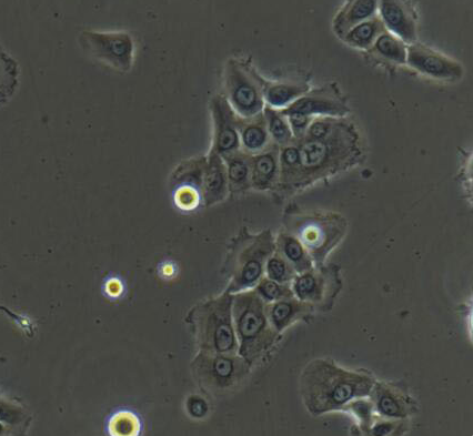 image 2021101304543834977