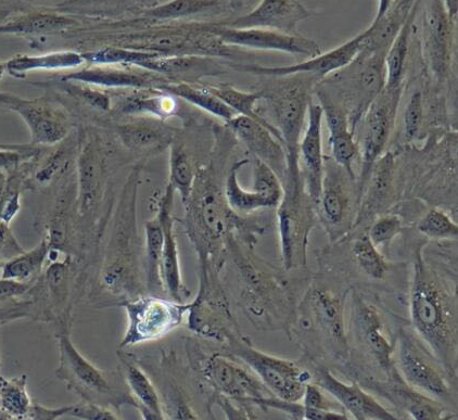 image 2021101306193480571