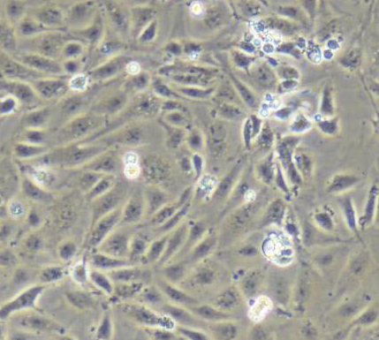 image 2021101306202108177