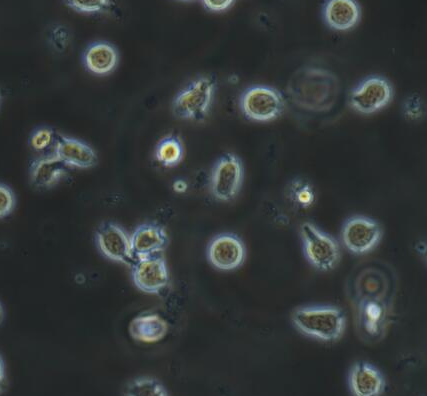 image 2021101306273584215