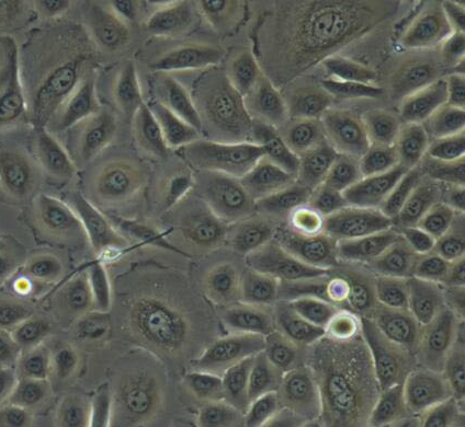 image 2021101403464244148