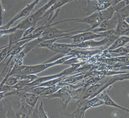 image 2021101403474495132