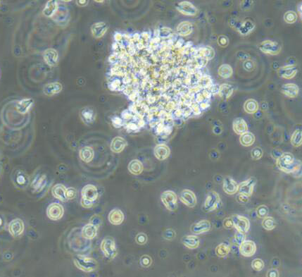 image 2021101404043224750