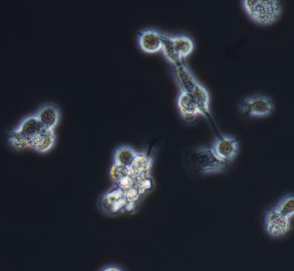 image 2021101404071407526