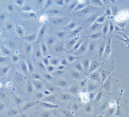 image 2021101404113889794