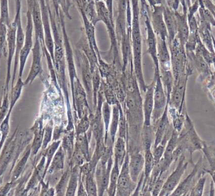 image 2021101404125146655