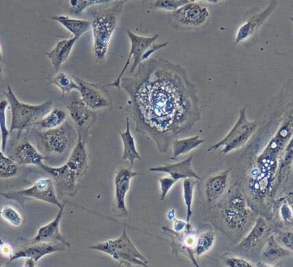 image 2021101404493641617