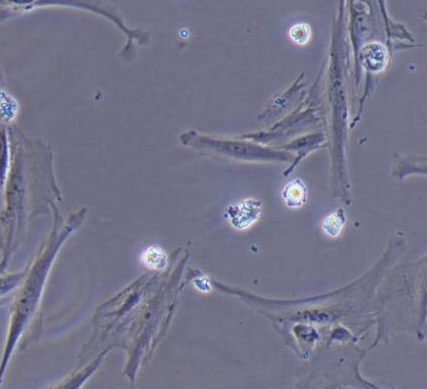 image 2021101404503043974