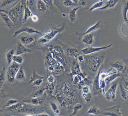 image 2021101405303491128