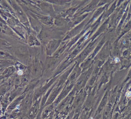 image 2021101405525444346
